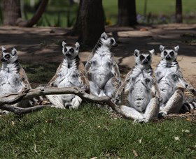 Savannah Visitor Plaza, Taronga Western Plains Zoo Dubbo - Hobart Tourism 0