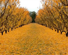Sun Country On The Murray Farm Gate Trail - Hobart Tourism 0