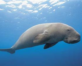 Dugong Sanctuary - Clairview - Hobart Tourism 1