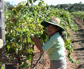 Domaine Asmara - Tourism TAS 6