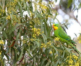 Savernake Day Tours - Tourism TAS 3