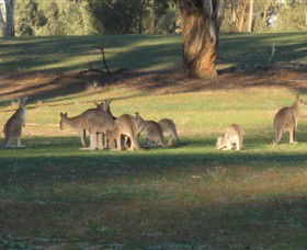 Savernake Day Tours - Tourism TAS 4