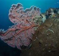 Luncheon Bay Dive Site - Hobart Tourism