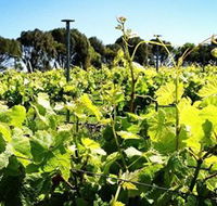 Basalt Wines - Hobart Tourism