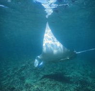 Manta Ray Bay Dive Site - Hobart Tourism