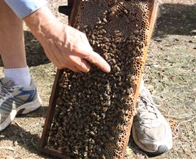 Bees On Keswick Island - Hobart Tourism 1
