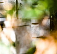 Bees on Keswick Island - Hobart Tourism