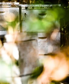 Bees On Keswick Island - Hobart Tourism 0
