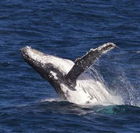Whale Watching on Keswick Island - Tourism TAS