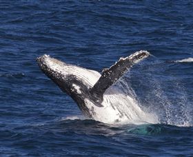 Whale Watching On Keswick Island - Tourism TAS 0