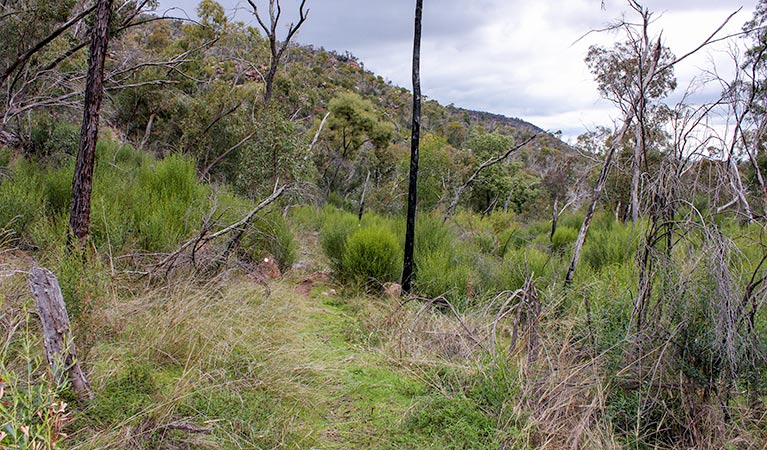 Piney Range NSW Tourism TAS