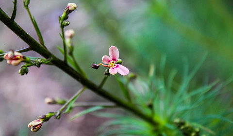 Lynchs Loop Trail - Tourism TAS 2