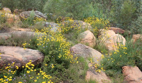 Ben Hall's Cave Walking Track - Tourism TAS 2