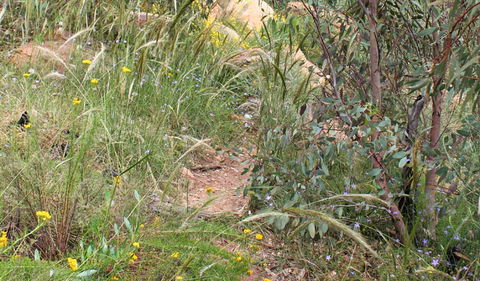 Ben Hall's Cave Walking Track - Tourism TAS 1