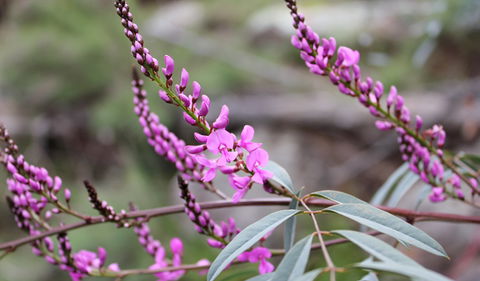 Basin Gully To Eualdrie Lookout Track - Hobart Tourism 1