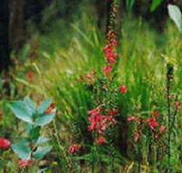 Enfield State Park - Hobart Tourism