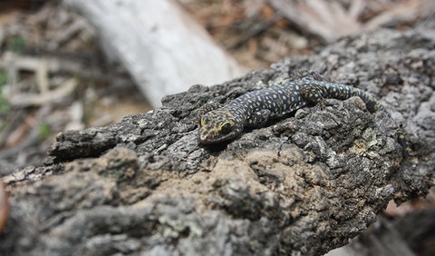 Wagun Picnic Area - Tourism TAS 1