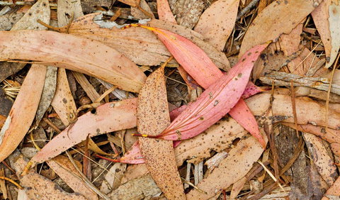 Green Camp - Tourism TAS 2