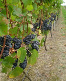 Gisborne Peak Winery - Tourism TAS 4
