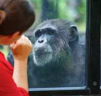 The Rockhampton Zoo - Tourism TAS