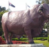 Rockhampton Bull Statues - Tourism TAS