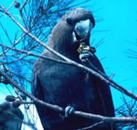 Mount Archer National Park - Tourism TAS