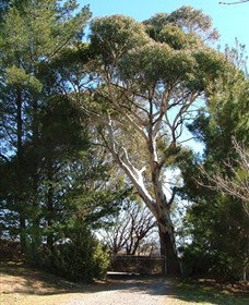 Habitat Vineyard - Hobart Tourism 1