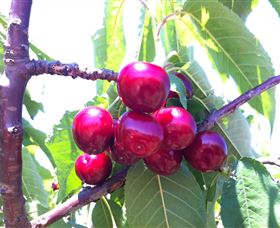 Ballinaclash Orchard And Cellar Door - Hobart Tourism 0