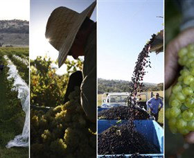 Ross Hill Wines - Hobart Tourism 1