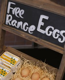 A Slice Of Orange - Tourism TAS 1