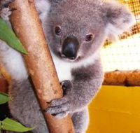 Cooberrie Park Wildlife Sanctuary - Tourism TAS