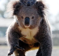 Koalas in Gunnedah - Tourism TAS