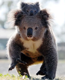 Koalas In Gunnedah - Hobart Tourism 0