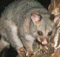 Moondarra State Park - Tourism TAS