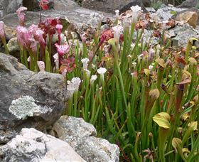 Blue Mountains Botanic Garden - Hobart Tourism 4