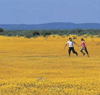 Wildflowers of the Mid West - Tourism TAS