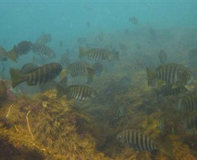 Cape Paterson VIC Tourism TAS