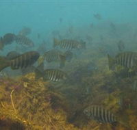 Bunurong Marine and Coastal Park - Tourism TAS