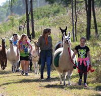 Ottaba Llamas - Tourism TAS