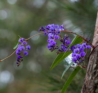 Mann River Nature Reserve - Tourism TAS