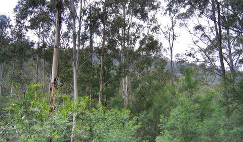 Bangadilly National Park - Hobart Tourism 1
