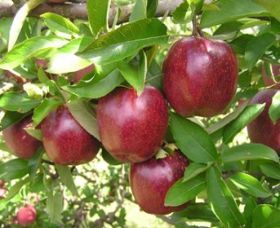 Top 40 Orchard - Tourism TAS 0