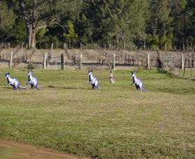 Wollombi Wines - Tourism TAS 5