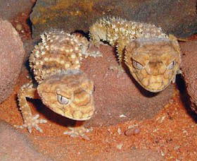 Armadale Reptile Centre - Tourism TAS 1