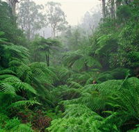 Tarra Bulga National Park - Tourism TAS