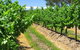 Misty Glen Wines And Cottage - thumb 1