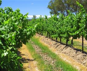 Misty Glen Wines And Cottage - Tourism TAS 1