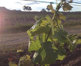 Drayton's Family Wines - Tourism TAS 1