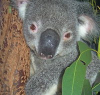 Hunter Valley Zoo - Tourism TAS
