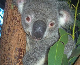 Hunter Valley Zoo - Tourism TAS 0